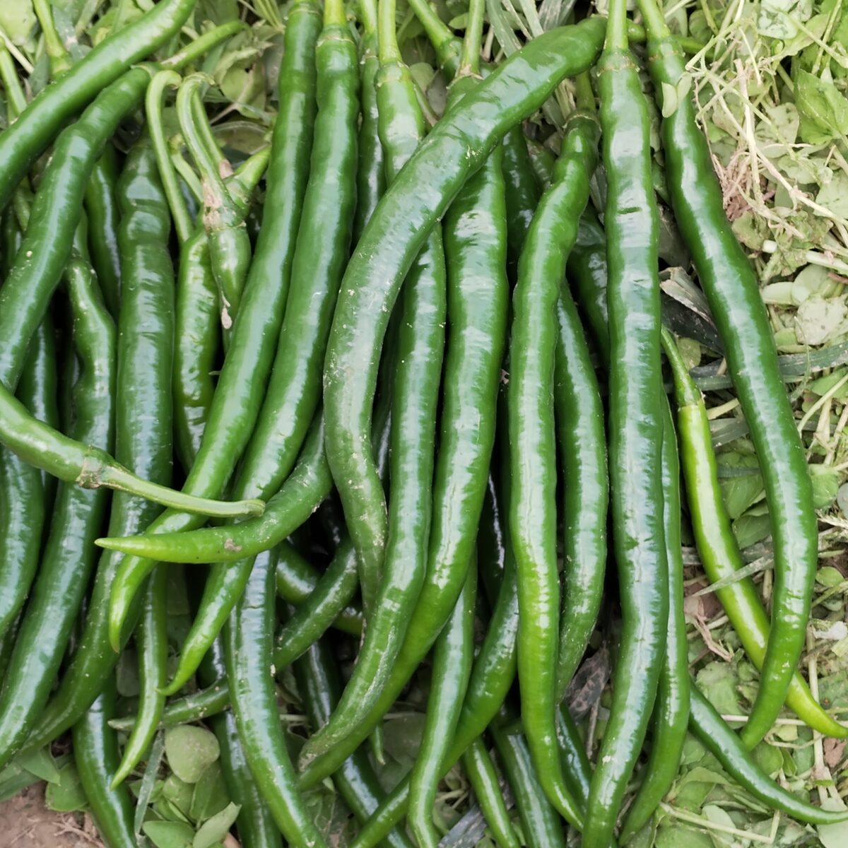The peppers kept going after the tomatoes gave up.