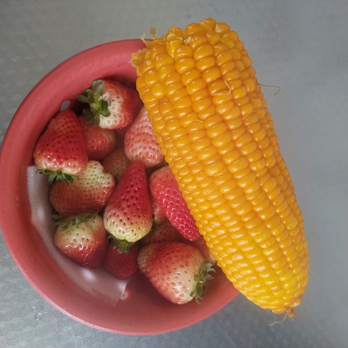 What the netting saved, plus one cob of corn.